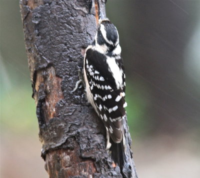 Female Downy Woodpecker stretched against branch and froze in place for many minutes.  We figured there was a Hawk in the area