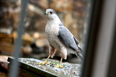 Suddenly, the Downy flew down and away and a Cooper's Hawk dropped onto our bench.  