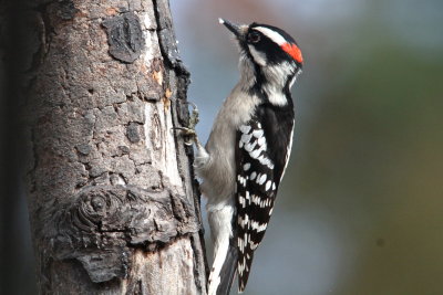 Downey Woodpecker male