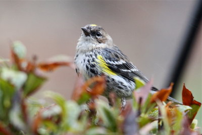 Yet another Yellow-rumped Warbler