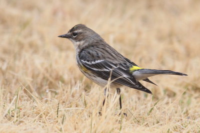 another Yellow-rumped Warbler