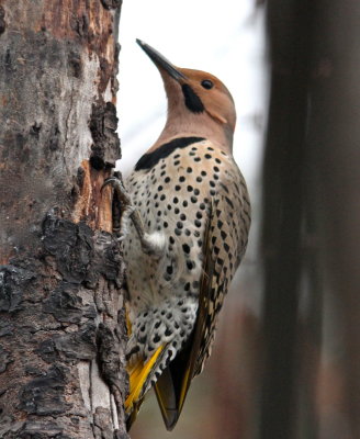 Yellow-shafted Northern Flicker