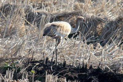 Lone Sandhill Crane by I-40