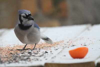 Blue Jay