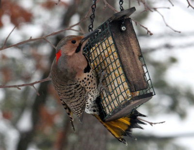 IMG_8862.JPGNorthern Flicker (yellow shafted)