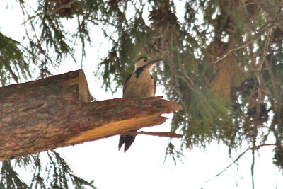 Syrian Woodpecker