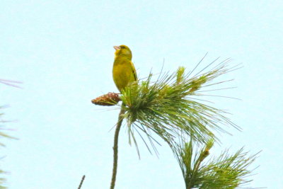 Birding while waiting in the garden- Greenfinch