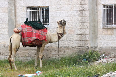 Someone's transportation outside of the Mount of Olives?