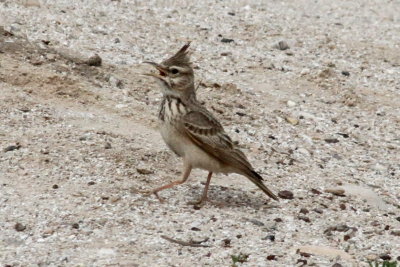 Crested Lark