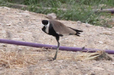 Birding at the Dead Sea while others go in the water:  Spur-winged Plover by purple irrigation pipe.