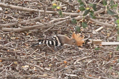 Hoopoe