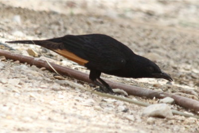 Tristam's Starling drinking from irrigation pipe.