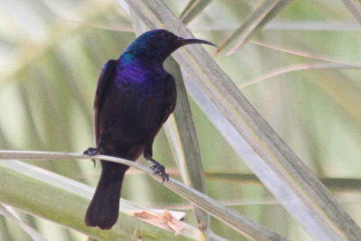 Palestine Sunbird- male