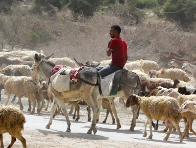 Bedouin Shepherd