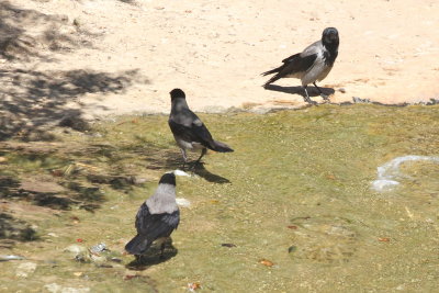 Hooded Crows are everywhere