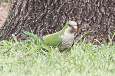 First Monk Parakeets in Zapata, TX