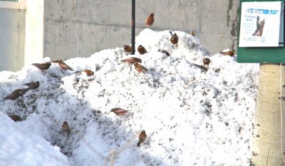 We returned to Alta Jan 9 to look for the Rosy Finches, and they were right there, in front of the Police Station