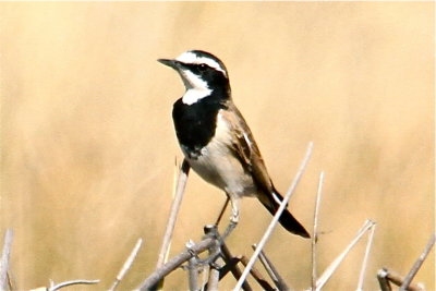 IMG_9123.JPG Capped Wheatear