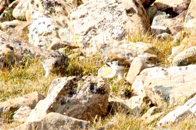 Two Ptarmigan in this photo