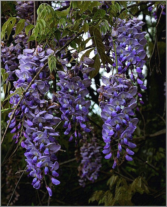 Westeria