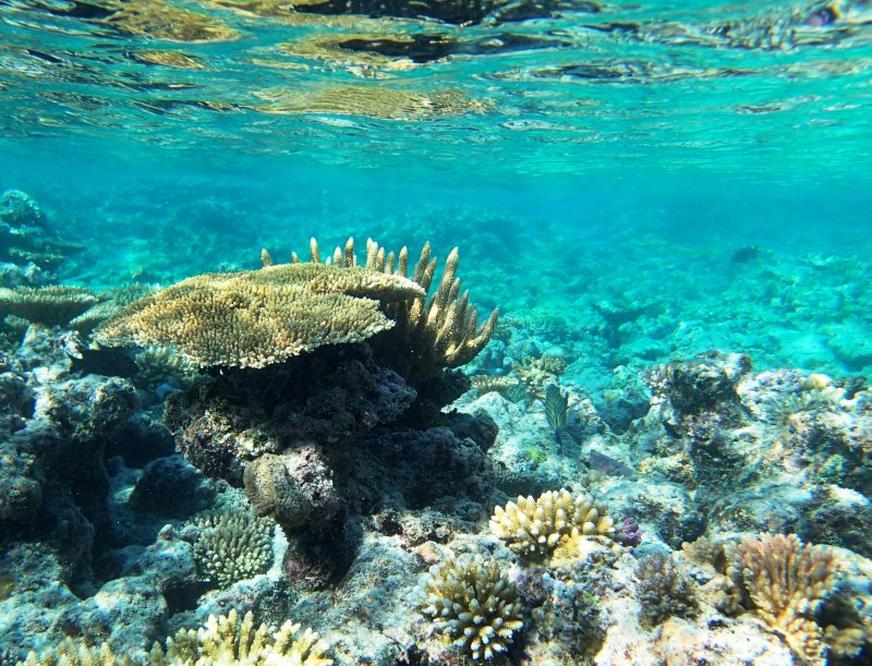 Bait Reef