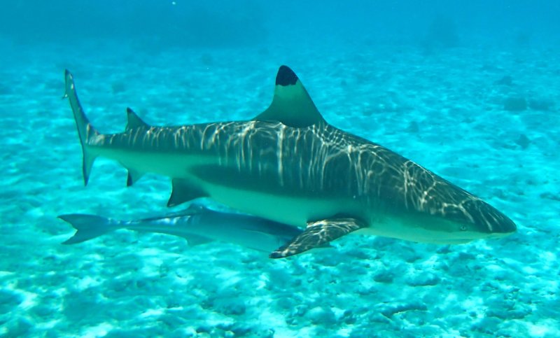 Remora under Black Tip