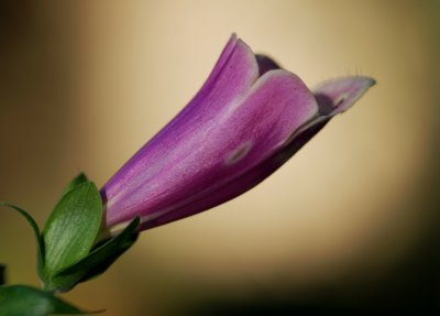 Foxglove 1
