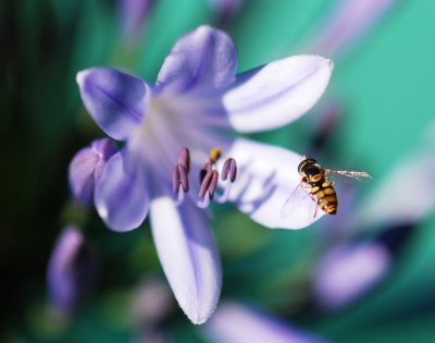 Blooming of an Agapanthus