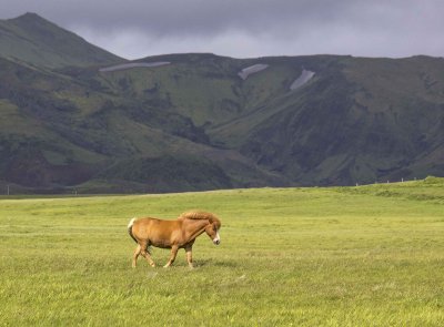 Icelandic breed 