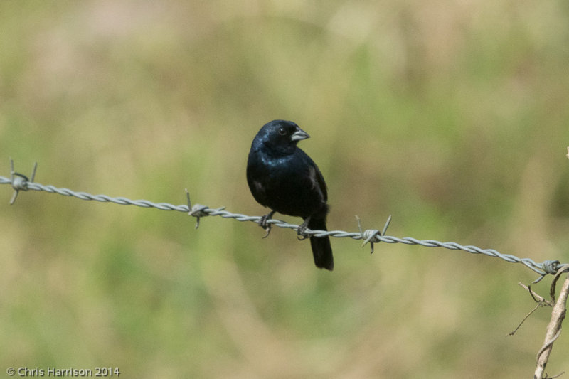 Blue-black Grassquit