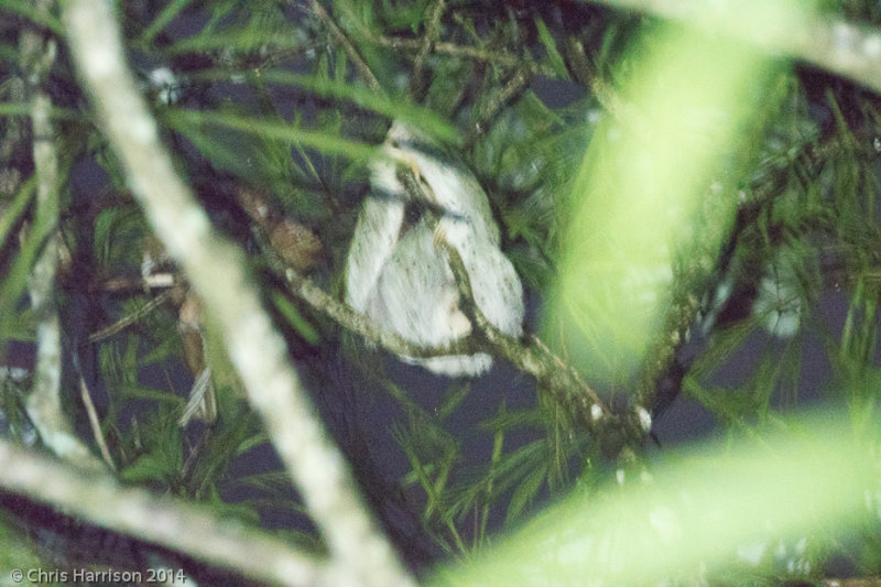 <b>Hoffmans Two-toed Sloth</b><br><i>Choloepus hoffmanni</i>