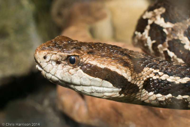 <i>Cerrophidion godmani</i><br>Godmans Pitviper