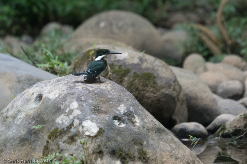 Green Kingfisher