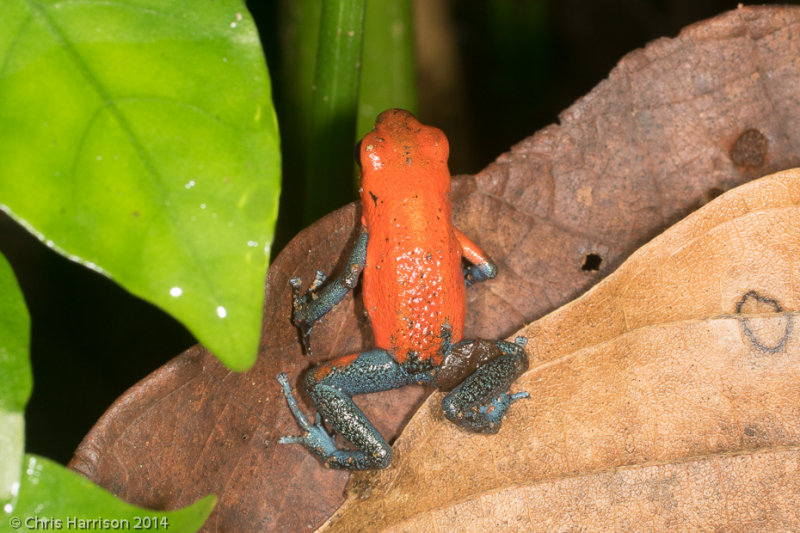 <i>Oophaga pumilio</i><br>Strawberry Poison-dart Frog