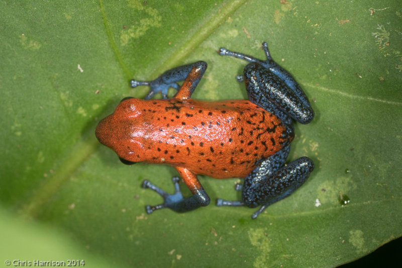 <i>Oophaga pumilio</i><br>Strawberry Poison-dart Frog