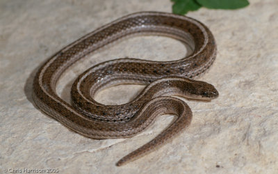 Tropidoclonion lineatumLined Snake