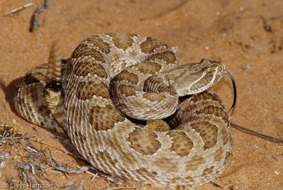 Crotalus viridisPrairie Rattlesnake