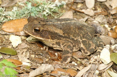 Incilius nebuliferGulf Coast Toad