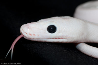 Malayopython reticulatusReticulated Pythonleucistic