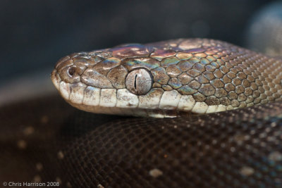 Liasis macklotiicaptive