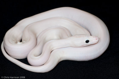 Malayopython reticulatusReticulated Pythonleucistic