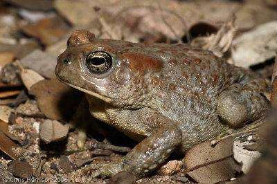 Anaxyrus microscaphusArizona Toad