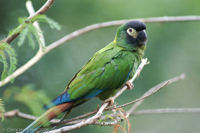 Yellow-naped Parrot