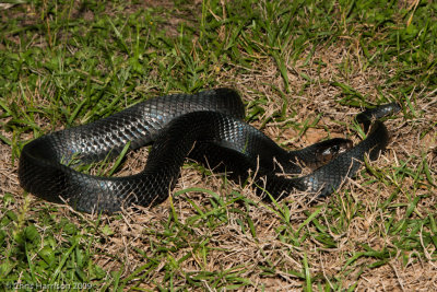 <i>Drymarchon melanurus erebennus</i><br>Texas Indigo Snake