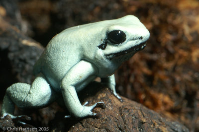 Phyllobates terribilisGolden Poison Frog