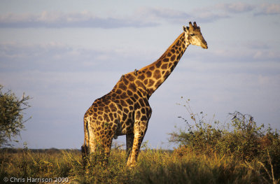 Giraffe and Okapi