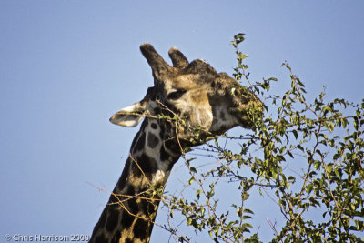 GiraffeGiraffa camelopardalisBotswana