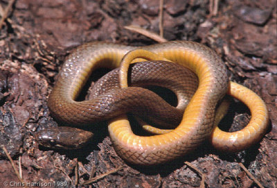 Rhadinaea kanalchutchanChiapas, MX
