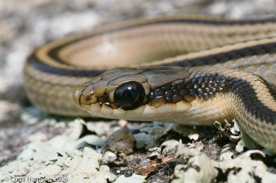<i>Salvadora grahamiae</i><br>Mountain Patchnosed Snake