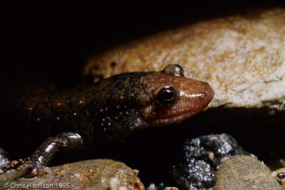 Desmognathus - Dusky Salamanders and Relatives